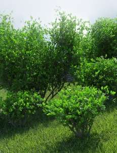 [daz环境] Into The Bushes-DAZ爱好者