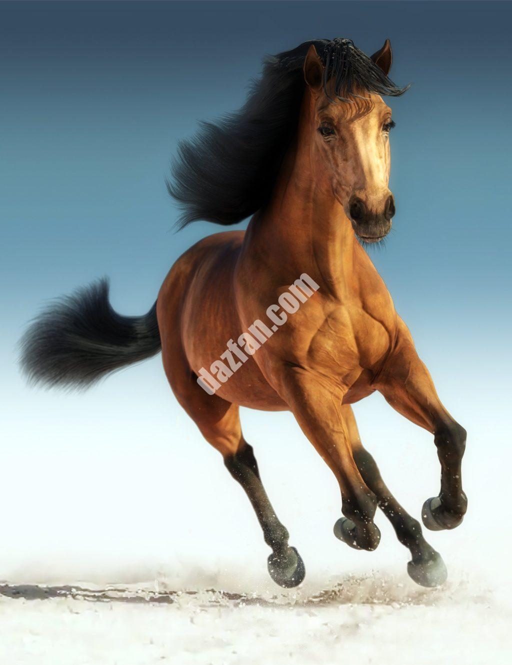 [daz生物] Daz Horse 3-DAZ爱好者