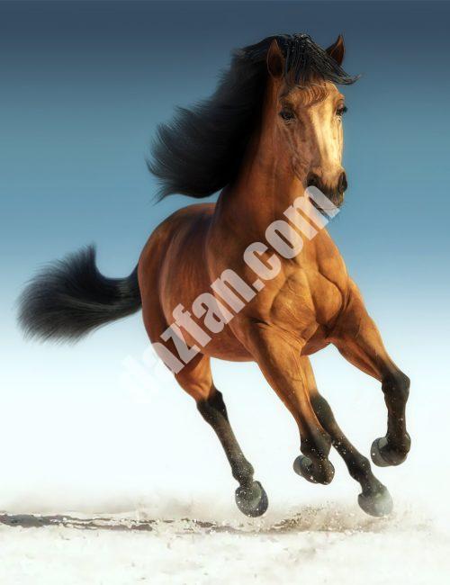 [daz生物] Daz Horse 3-DAZ爱好者