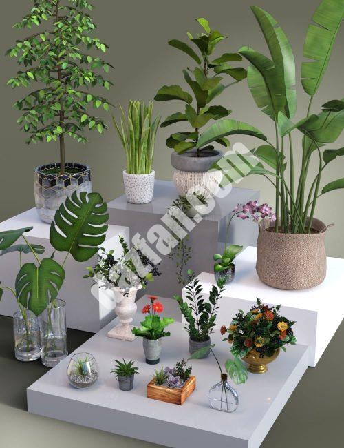 [daz场景] 盆栽植物收藏-DAZ爱好者