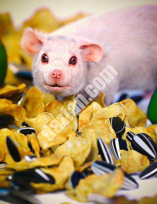 [daz道具] TF老鼠食品-DAZ爱好者