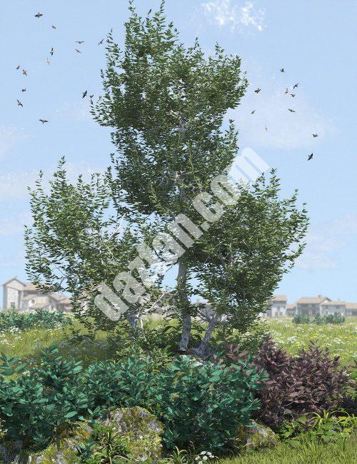 [daz场景] 地中海灌木卷1-DAZ爱好者