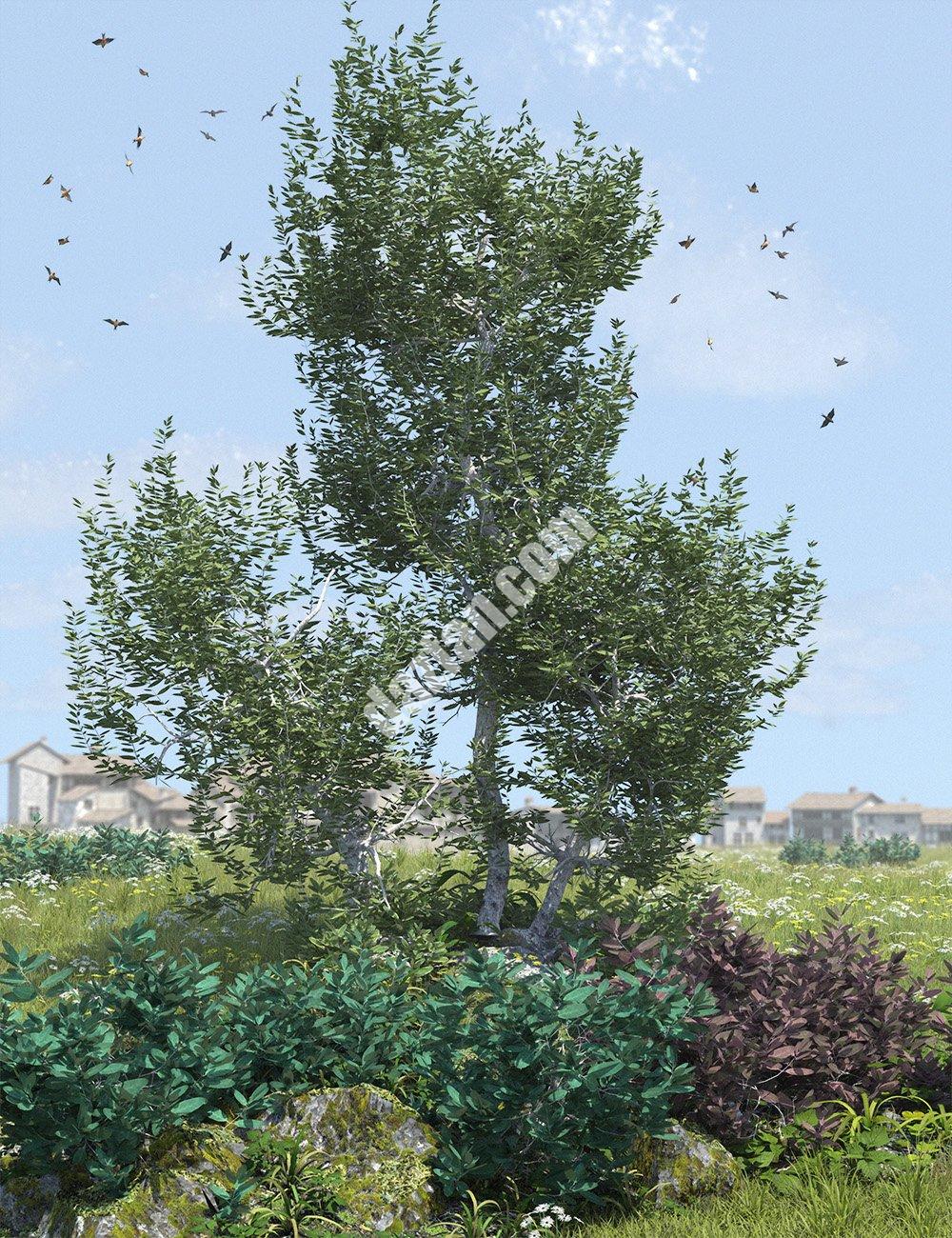 [daz场景] 地中海灌木卷1-DAZ爱好者